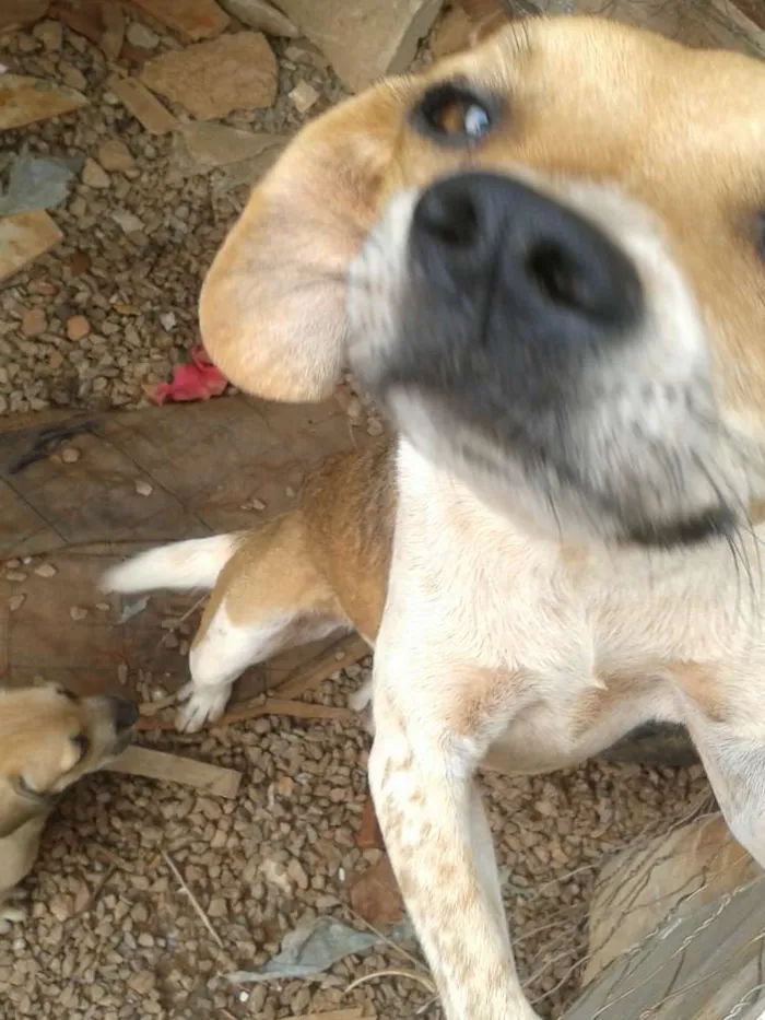 Cachorro ra a viralata idade 1 ano nome neguinha e serere