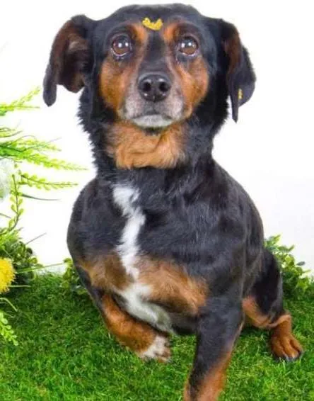 Cachorro ra a Mix de Basset idade 6 ou mais anos nome Bel