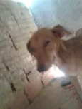 neguinha e serere