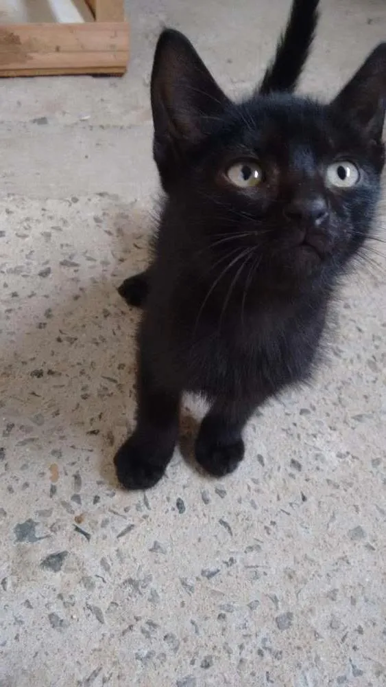 Gato raça Mestiço idade 2 a 6 meses nome Filhote
