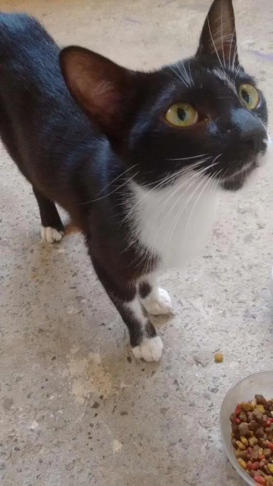 Gato raça Mestiço idade 2 a 6 meses nome Tikino