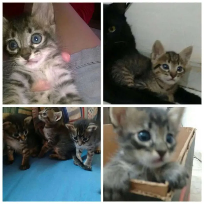 Gato ra a idade Abaixo de 2 meses nome Filhotes