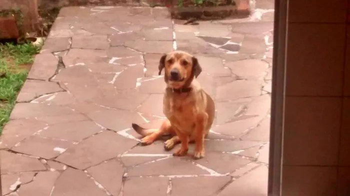 Cachorro ra a linguiça idade 1 ano nome Lupy