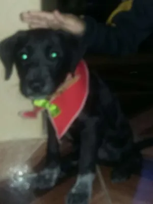 Cachorro raça nao sei idade 2 a 6 meses nome brilhante