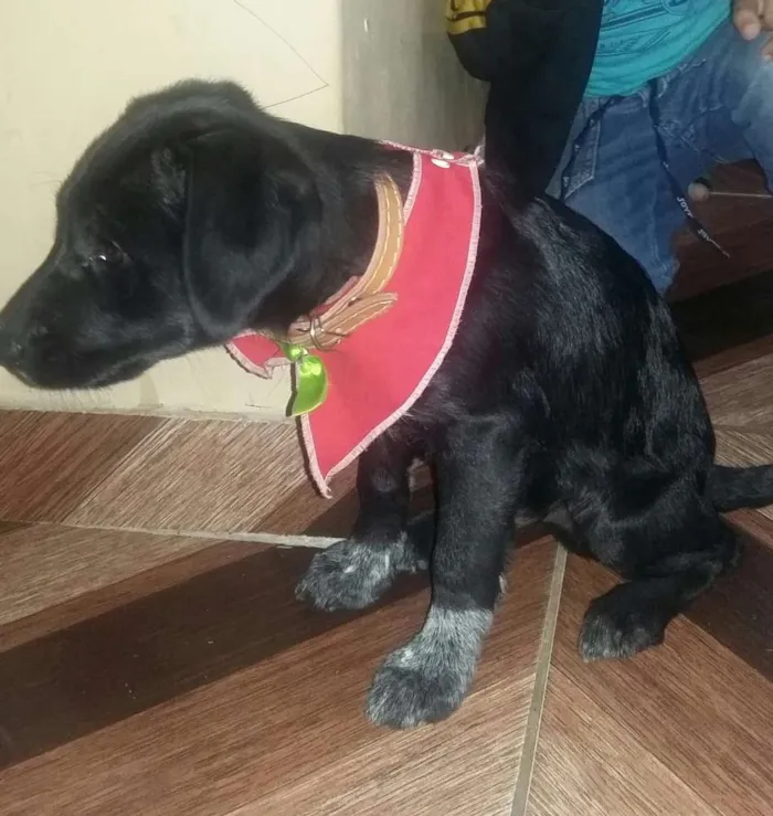 Cachorro ra a nao sei idade 2 a 6 meses nome brilhante