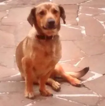 Cachorro ra a linguiça idade 1 ano nome Lupy