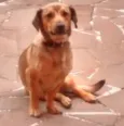 Lupy