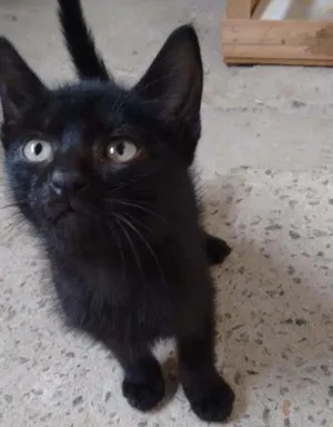 Gato raça Mestiço idade 2 a 6 meses nome Filhote