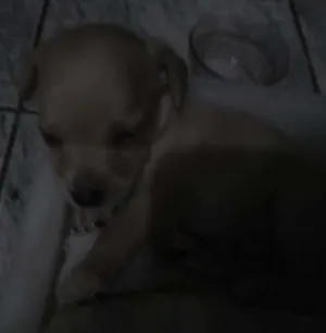 Cachorro raça Mistura de pinther idade 2 a 6 meses nome Sem nome ainda