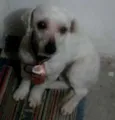 pipoca