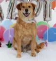 Benji