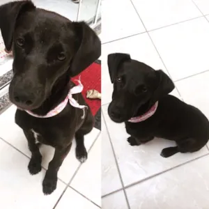 Cachorro raça Mestiça idade 2 a 6 meses nome Preta