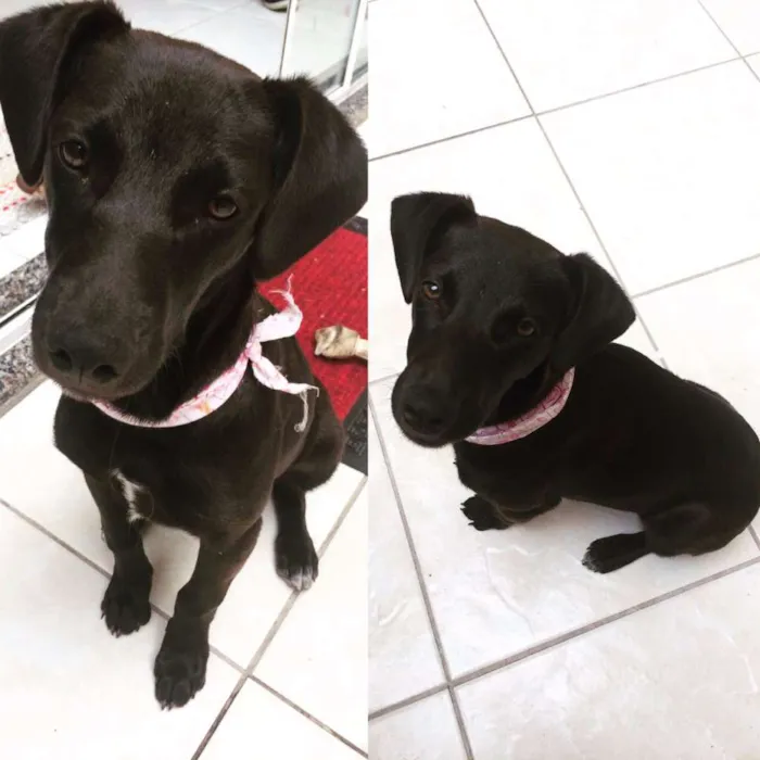 Cachorro ra a Mestiça idade 2 a 6 meses nome Preta