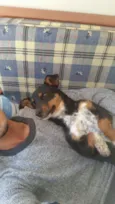 Arya