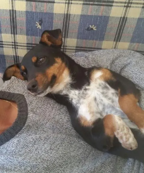 Cachorro ra a SRD idade 2 a 6 meses nome Arya