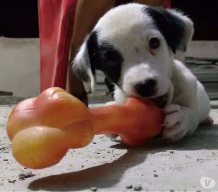 Cachorro ra a mestiça idade Abaixo de 2 meses nome sem nome