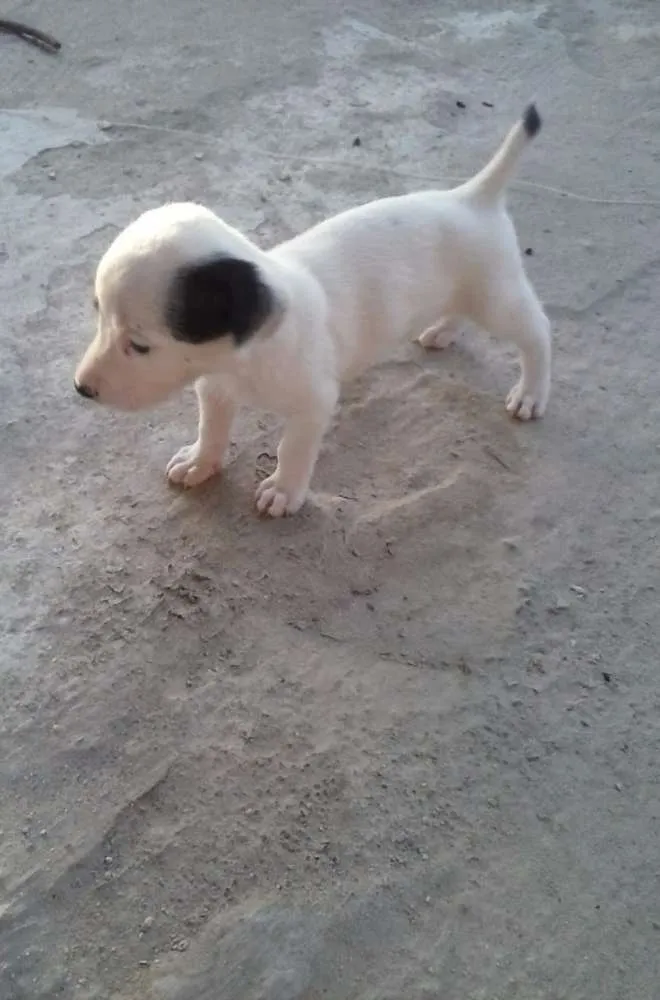 Cachorro ra a mestiça idade Abaixo de 2 meses nome sem nome