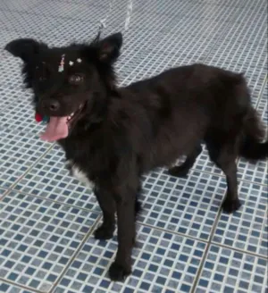 Cachorro raça Sem raça definida idade 1 ano nome Pretinha