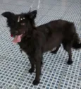 Pretinha