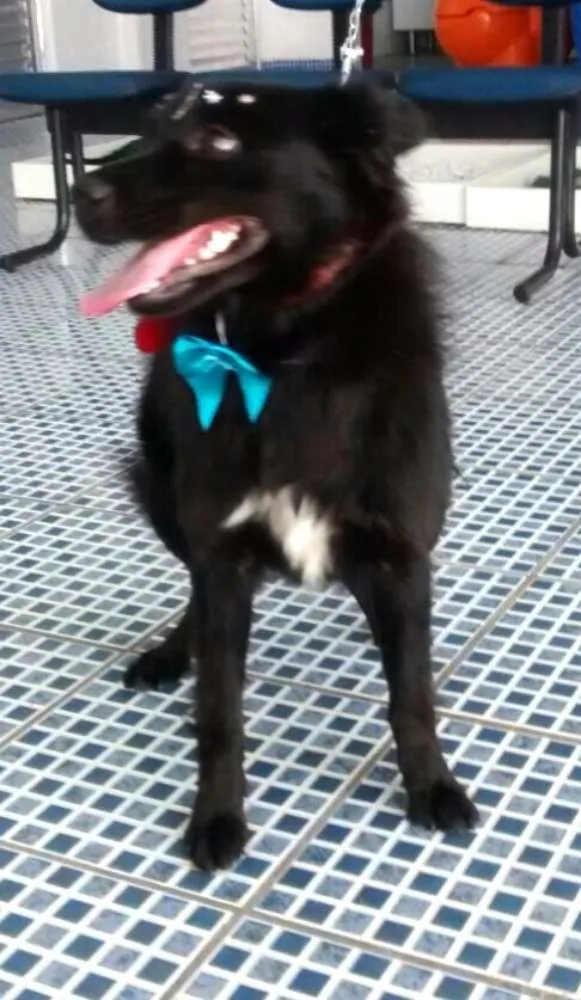 Cachorro ra a Sem raça definida idade 1 ano nome Pretinha
