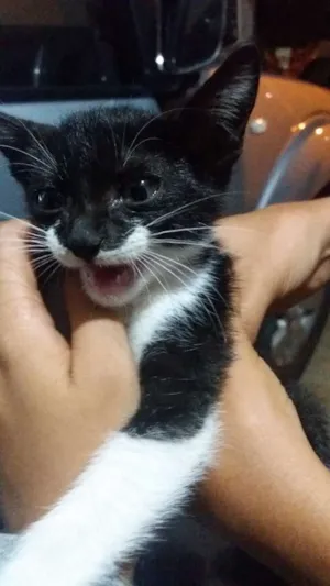 Gato raça Não sei  idade 2 a 6 meses nome Bibi (não oficial)