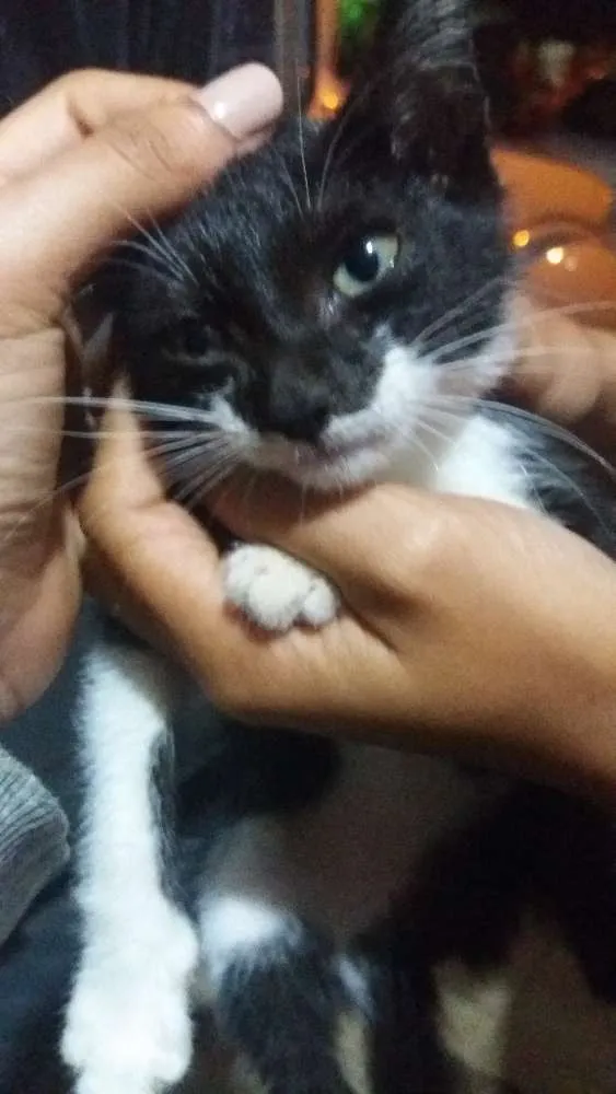 Gato raça Não sei  idade 2 a 6 meses nome Bibi (não oficial)