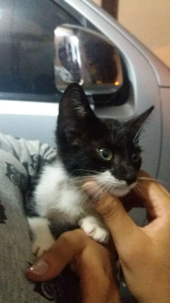 Gato raça Não sei  idade 2 a 6 meses nome Bibi (não oficial)