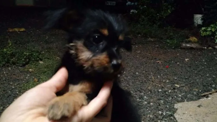 Cachorro raça Mestiço de base com viralata idade 2 a 6 meses nome Sao varios nomes 
