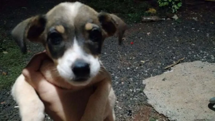 Cachorro raça Mestiço de base com viralata idade 2 a 6 meses nome Sao varios nomes 