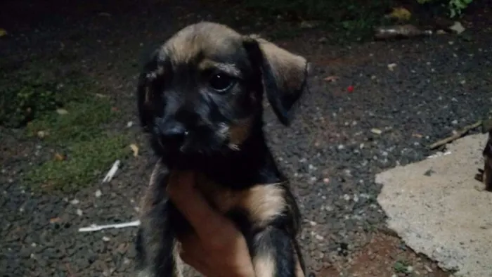 Cachorro raça Mestiço de base com viralata idade 2 a 6 meses nome Sao varios nomes 