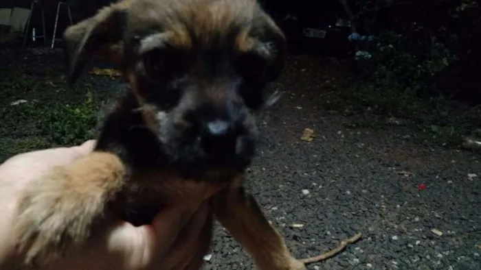 Cachorro raça Mestiço de base com viralata idade 2 a 6 meses nome Sao varios nomes 