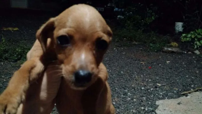 Cachorro raça Mestiço de base com viralata idade 2 a 6 meses nome Sao varios nomes 