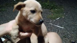 Cachorro raça Mestiço de base com viralata idade 2 a 6 meses nome Sao varios nomes 