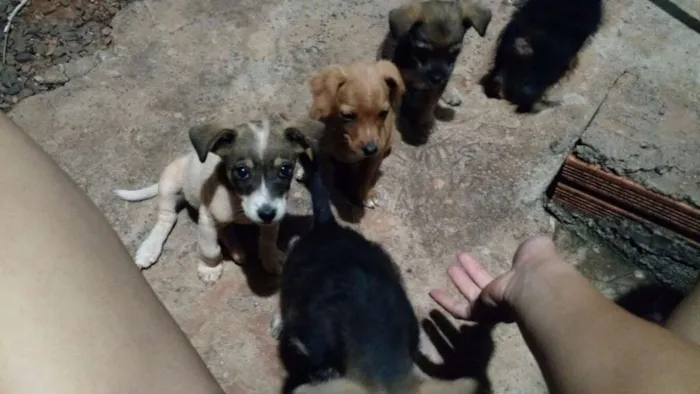 Cachorro raça Mestiço de base com viralata idade 2 a 6 meses nome Sao varios nomes 