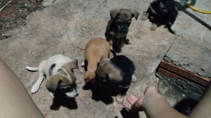 Cachorro raça Mestiço de base com viralata idade 2 a 6 meses nome Sao varios nomes 