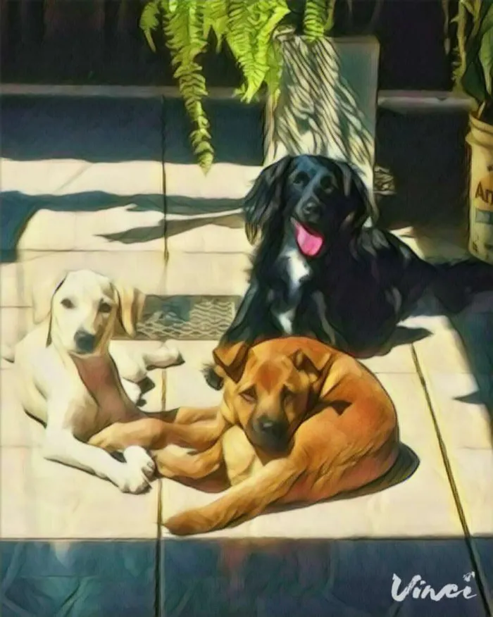 Cachorro ra a  idade 2 a 6 meses nome Branquinha