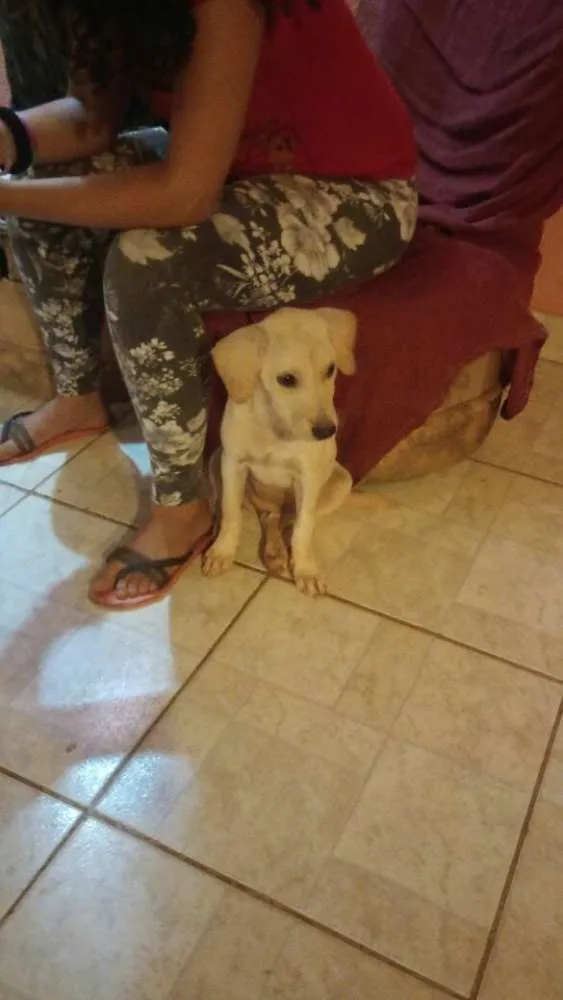 Cachorro ra a  idade 2 a 6 meses nome Branquinha