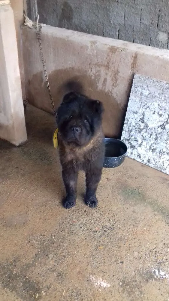 Cachorro ra a Chow chow idade 4 anos nome Bobe e Estrela