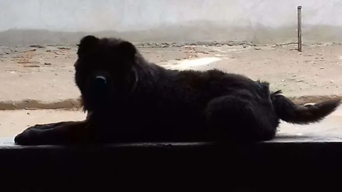 Cachorro ra a Chow chow idade 4 anos nome Bobe e Estrela