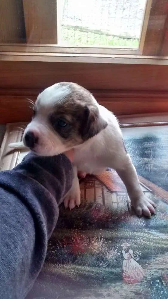 Cachorro ra a vira-lata idade Abaixo de 2 meses nome irmãs tililicas