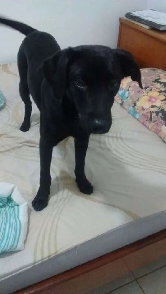 Cachorro ra a Vira Lata com Labrador idade 7 a 11 meses nome Rick