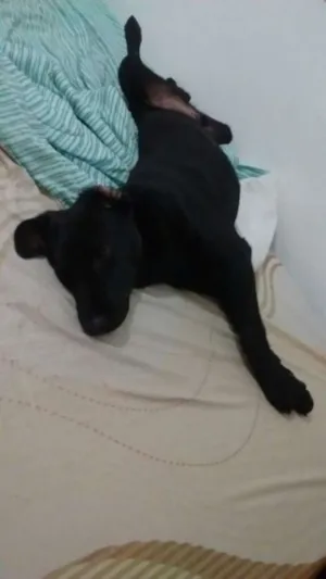 Cachorro raça Vira Lata com Labrador idade 7 a 11 meses nome Rick