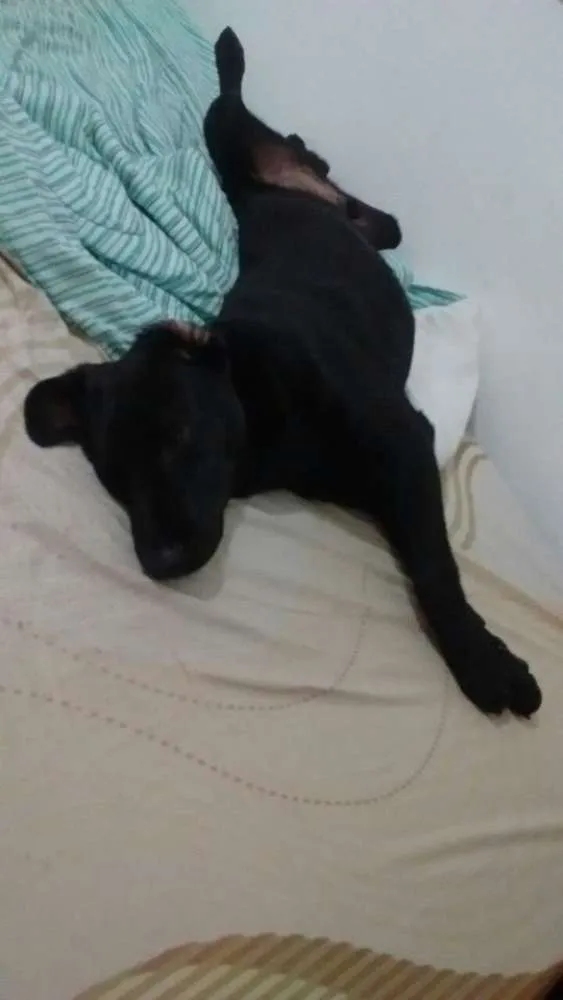 Cachorro ra a Vira Lata com Labrador idade 7 a 11 meses nome Rick