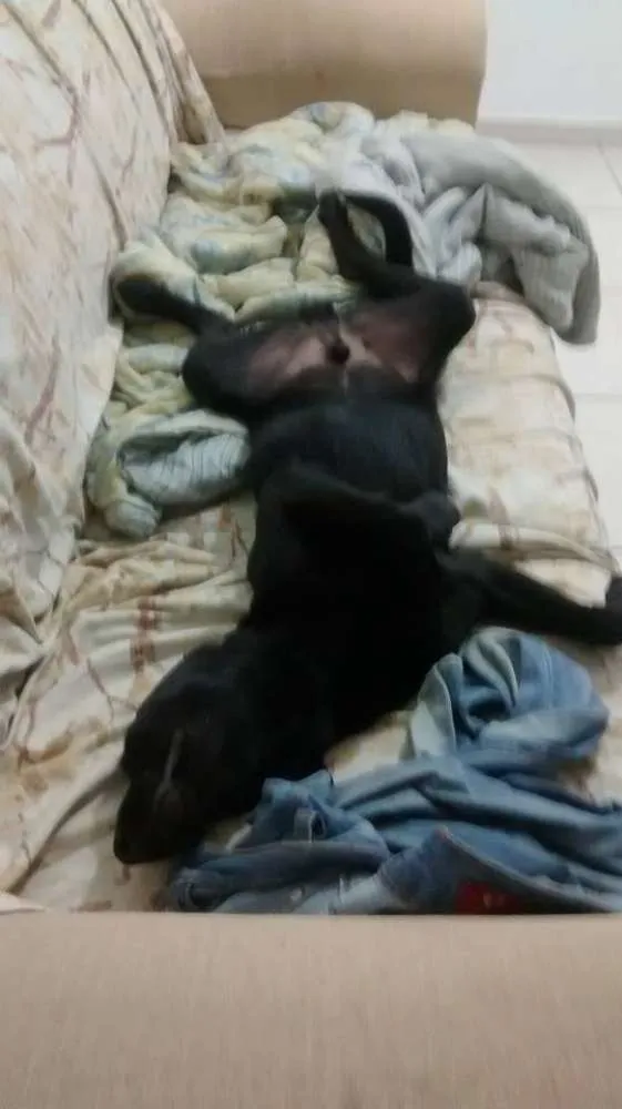 Cachorro ra a Vira Lata com Labrador idade 7 a 11 meses nome Rick