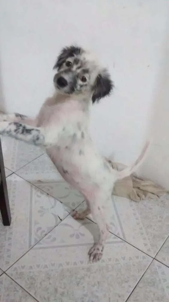 Cachorro raça Desconhecida idade 2 a 6 meses nome Pérola 