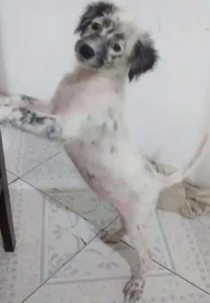 Cachorro raça Desconhecida idade 2 a 6 meses nome Pérola 
