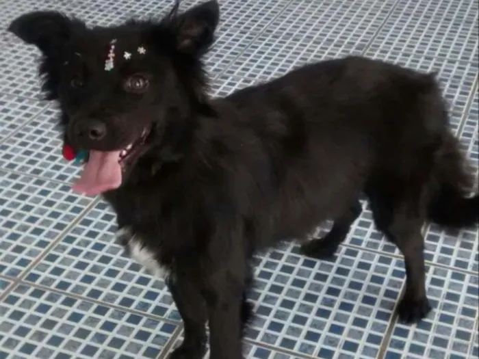 Cachorro ra a Sem raça definida idade 1 ano nome Pretinha