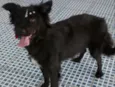 Pretinha