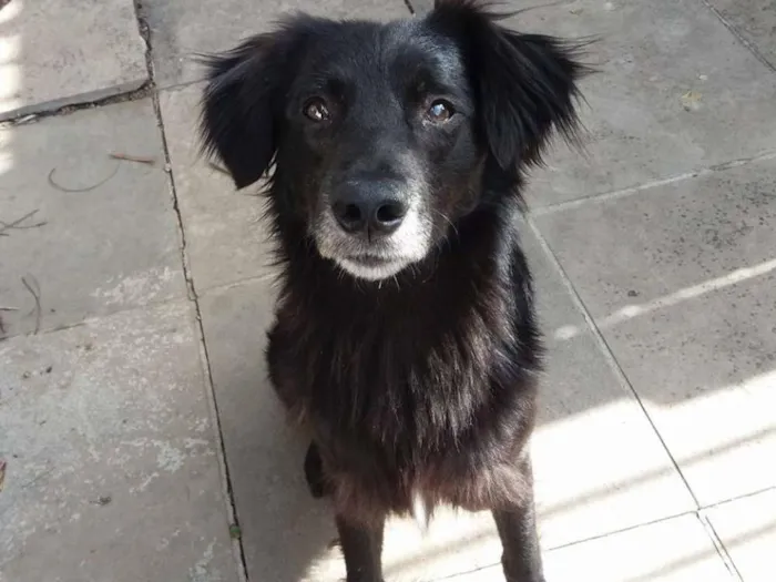 Cachorro ra a SRD idade 3 anos nome Guga