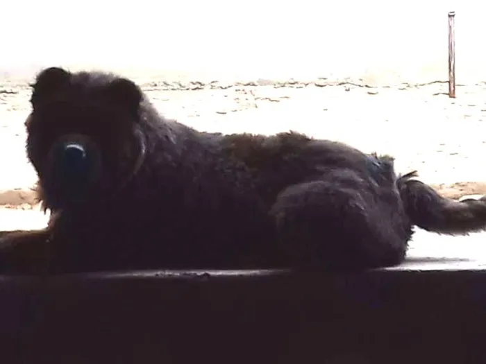 Cachorro ra a Chow chow idade 4 anos nome Bobe e Estrela